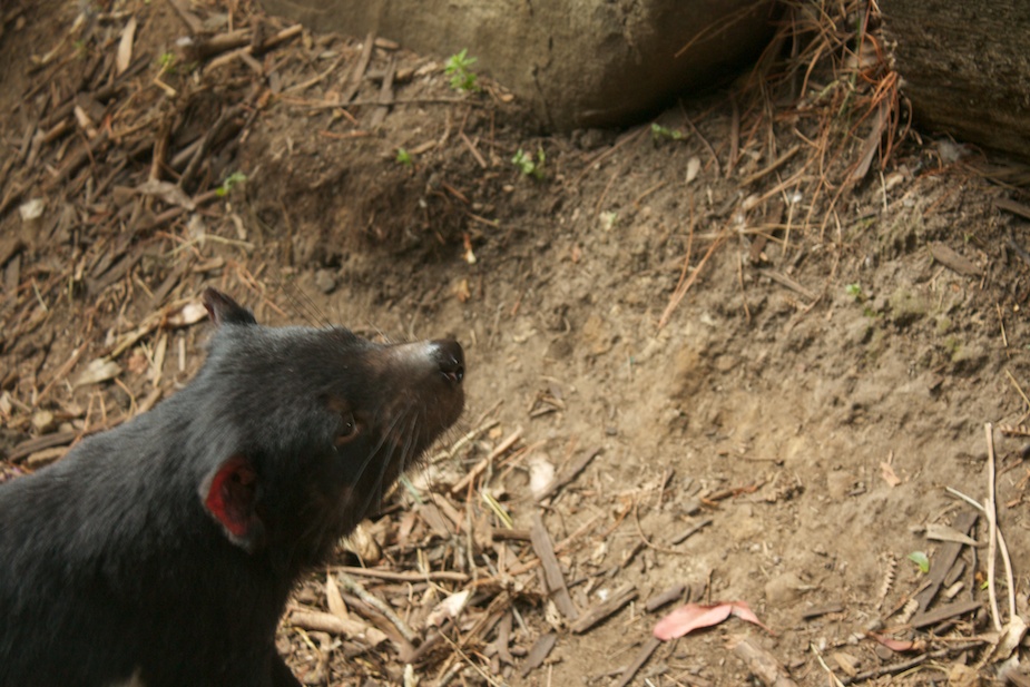 tasmanian devil conservation park-1