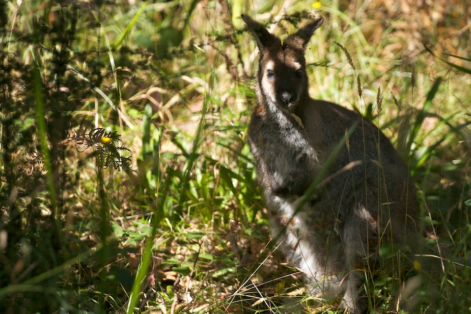 tasmanian devil conservation park-34