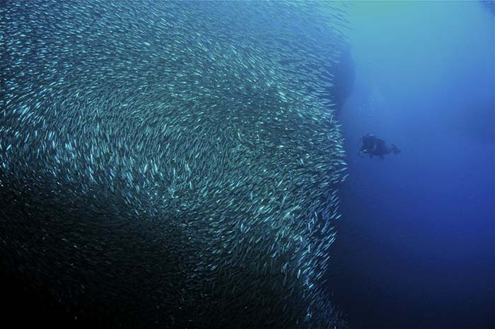 sardines-moalboal